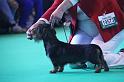 Crufts_dachshunds 180